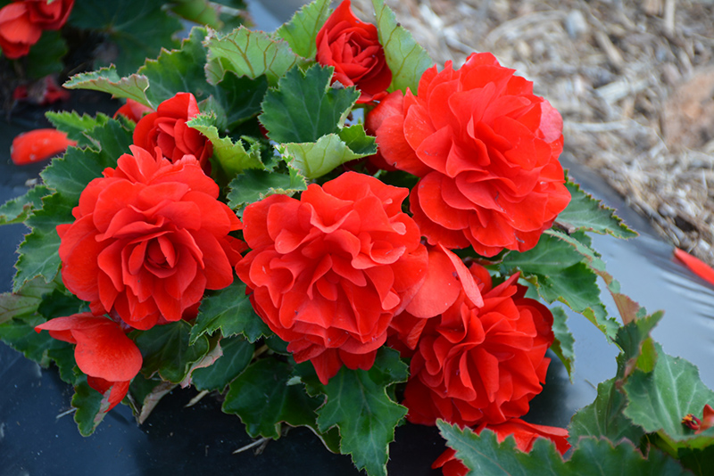 Nonstop Red Begonia (Begonia 'Nonstop Red') at Niemeyer's Landscape Supply