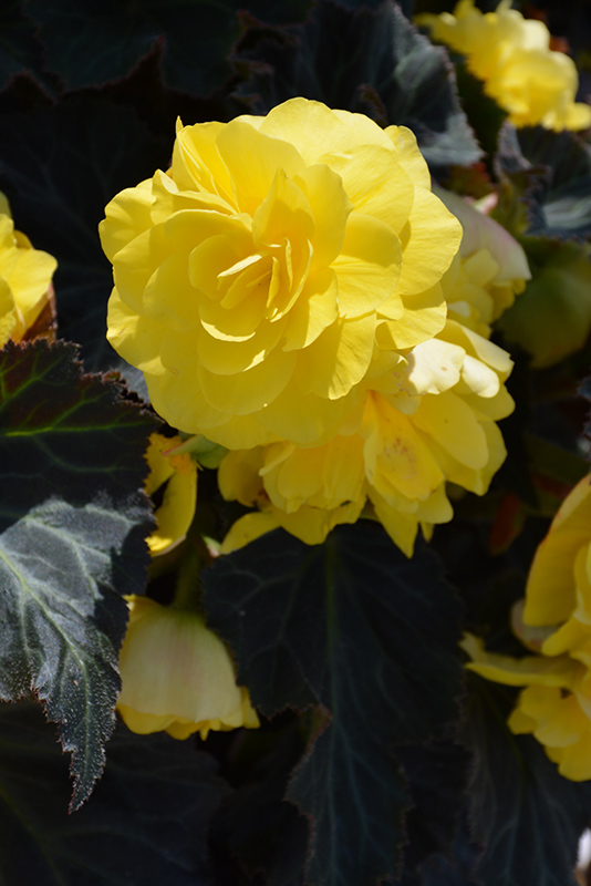 Nonstop Mocca Yellow Begonia (Begonia 'Nonstop Mocca Yellow') at Niemeyer's Landscape Supply