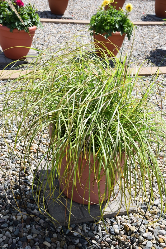 Little Miss Maiden Grass (Miscanthus sinensis 'Little Miss') at Niemeyer's Landscape Supply