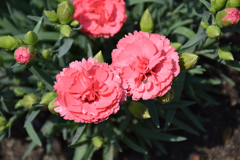 Fruit Punch Classic Coral Pinks (Dianthus 'Classic Coral') at Niemeyer's Landscape Supply