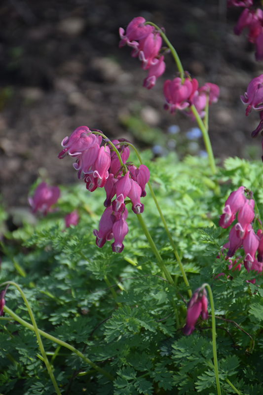 King of Hearts Bleeding Heart (Dicentra 'King of Hearts') at Niemeyer's Landscape Supply