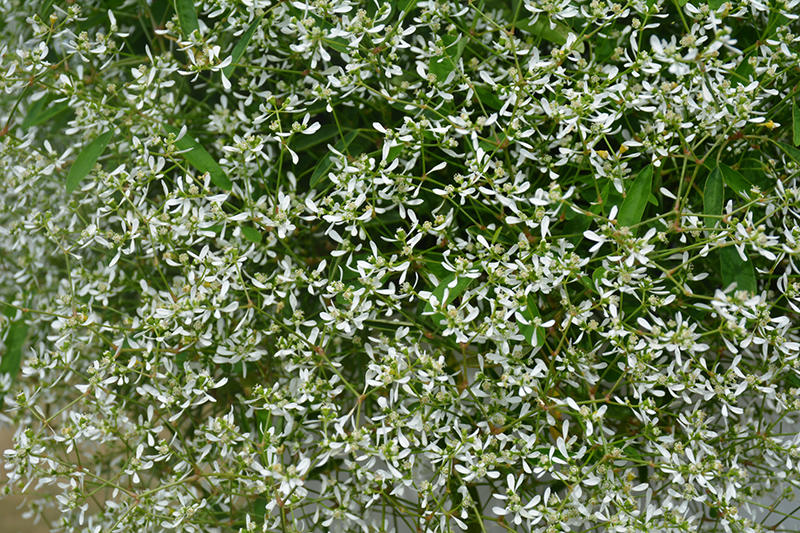 Diamond Frost Euphorbia (Euphorbia 'INNEUPHDIA') at Niemeyer's Landscape Supply