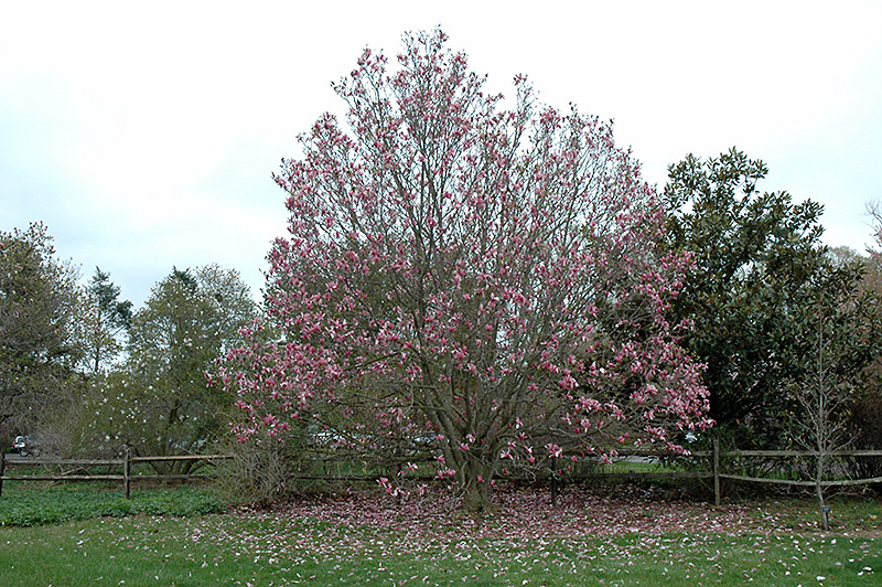 Galaxy Magnolia (Magnolia 'Galaxy') at Niemeyer's Landscape Supply