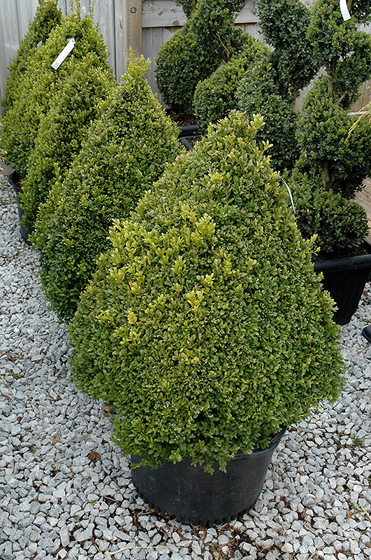 Green Mountain Boxwood (pyramid form) (Buxus 'Green Mountain (pyramid)') at Niemeyer's Landscape Supply