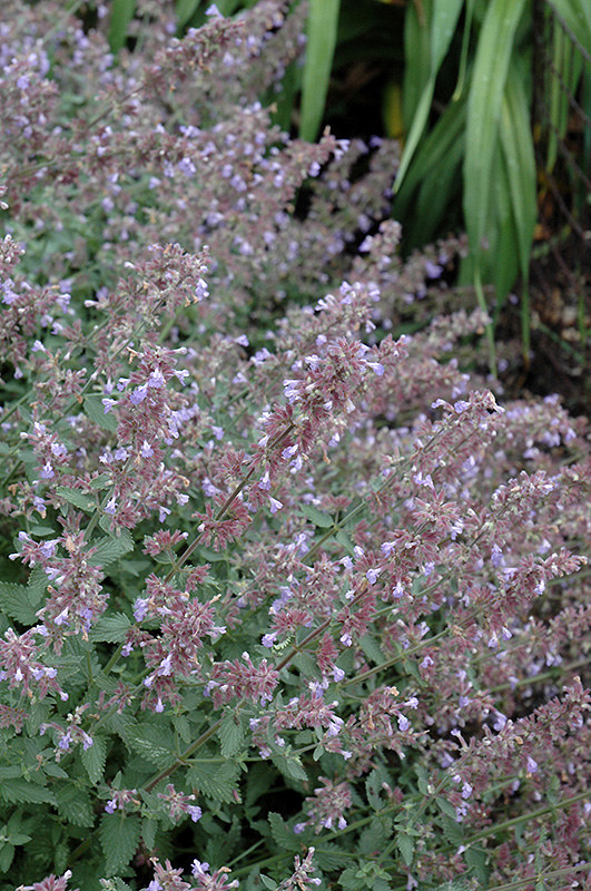 Cat's Meow Catmint (Nepeta x faassenii 'Cat's Meow') at Niemeyer's Landscape Supply