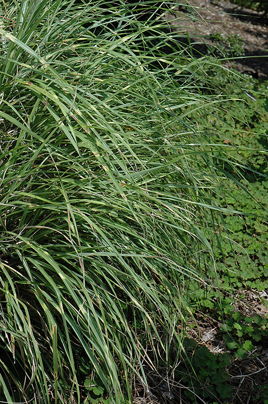 Little Zebra Dwarf Maiden Grass (Miscanthus sinensis 'Little Zebra') at Niemeyer's Landscape Supply