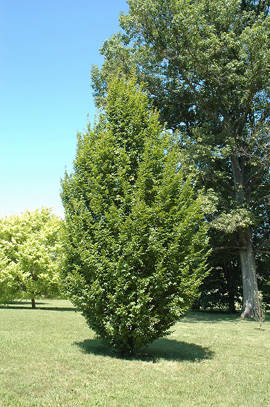 Frans Fontaine Hornbeam (Carpinus betulus 'Frans Fontaine') at Niemeyer's Landscape Supply