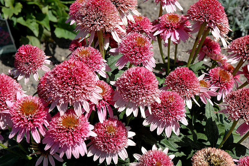 Butterfly Kisses Coneflower (Echinacea purpurea 'Butterfly Kisses') at Niemeyer's Landscape Supply