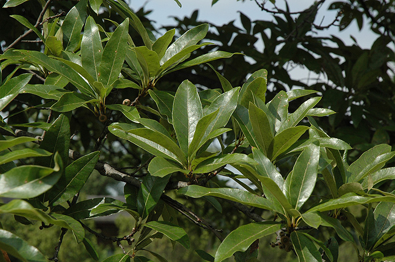 Shingle Oak (Quercus imbricaria) at Niemeyer's Landscape Supply
