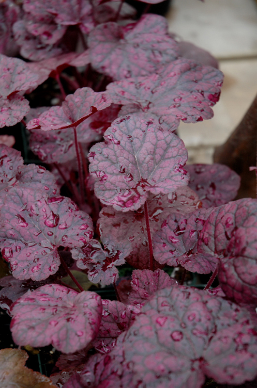 Grape Expectations Coral Bells (Heuchera 'Grape Expectations') at Niemeyer's Landscape Supply