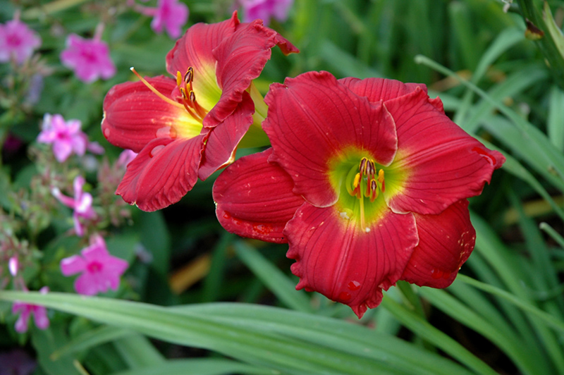 Happy Ever Appster Red Hot Returns Daylily (Hemerocallis 'Red Hot Returns') at Niemeyer's Landscape Supply