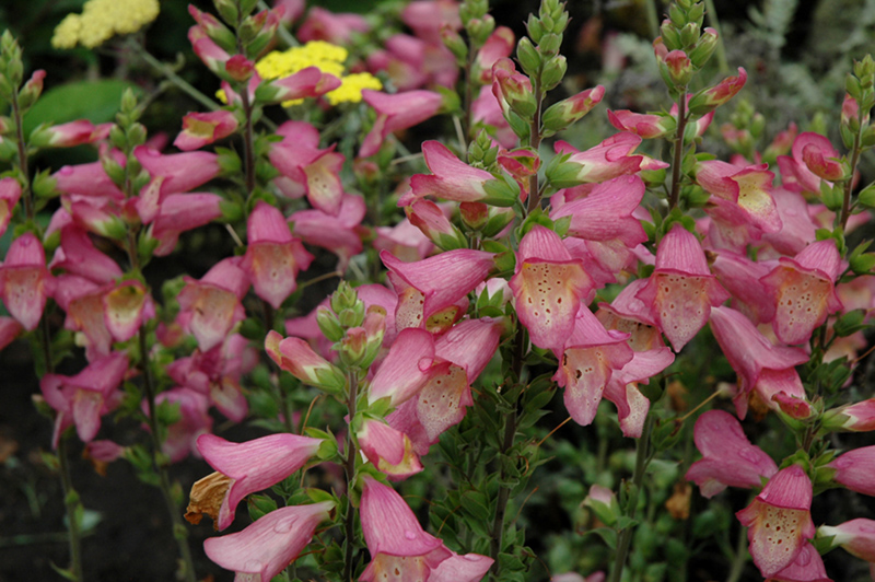 Berry Canary Tender Foxglove (Digiplexis 'Berry Canary') at Niemeyer's Landscape Supply