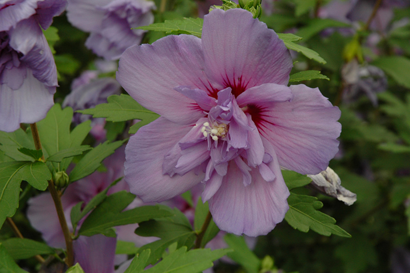 Blue Chiffon Rose of Sharon (Hibiscus syriacus 'Notwoodthree') at Niemeyer's Landscape Supply