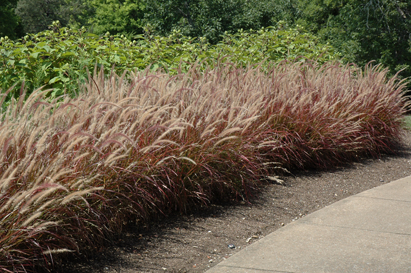 Purple Fountain Grass (Pennisetum setaceum 'Rubrum') at Niemeyer's Landscape Supply