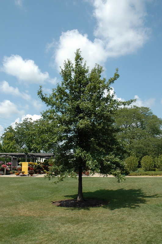 Shingle Oak (Quercus imbricaria) at Niemeyer's Landscape Supply