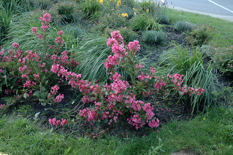 Sonic Bloom Pink Reblooming Weigela (Weigela florida 'Bokrasopin') at Niemeyer's Landscape Supply