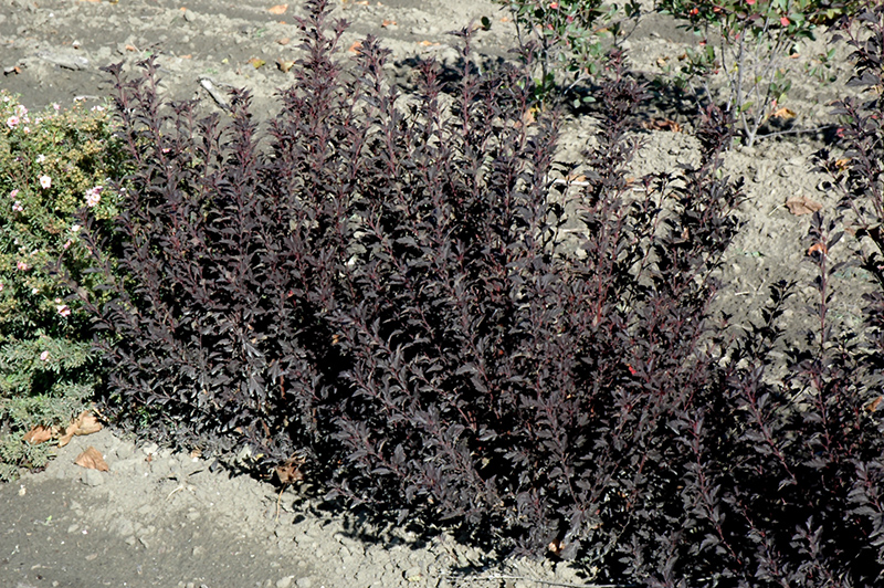 Tiny Wine Ninebark (Physocarpus opulifolius 'SMPOTW') at Niemeyer's Landscape Supply