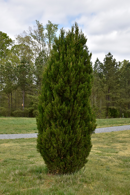 Spartan Juniper (Juniperus chinensis 'Spartan') at Niemeyer's Landscape Supply
