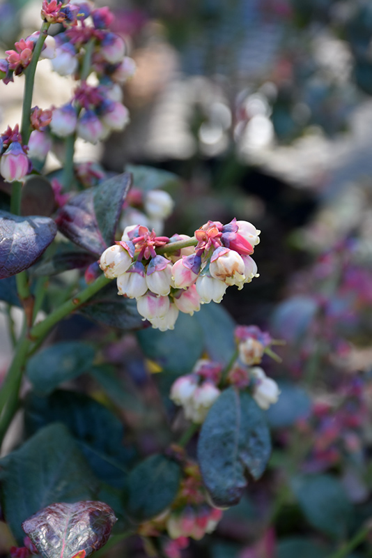 Pink Icing Blueberry (Vaccinium 'ZF06-079') at Niemeyer's Landscape Supply