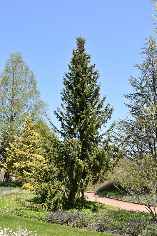 Serbian Spruce (Picea omorika) at Niemeyer's Landscape Supply