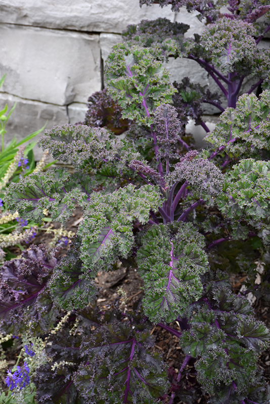 Redbor Kale (Brassica oleracea var. acephala 'Redbor') at Niemeyer's Landscape Supply