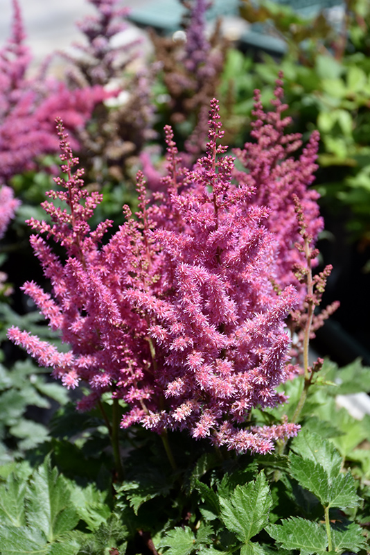 Little Vision In Pink Chinese Astilbe (Astilbe chinensis 'Little Vision In Pink') at Niemeyer's Landscape Supply