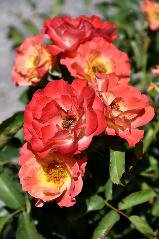 Coral Cove Rose (Rosa 'Coral Cove') at Niemeyer's Landscape Supply