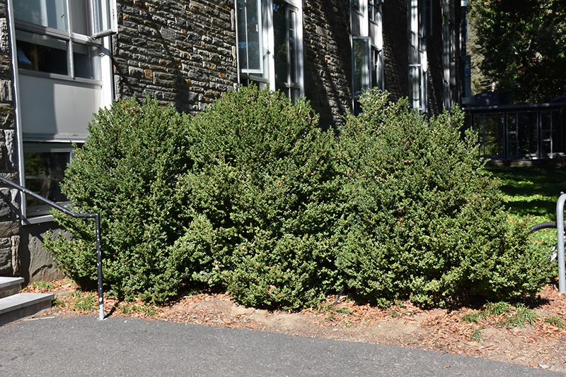Green Mountain Boxwood (Buxus 'Green Mountain') at Niemeyer's Landscape Supply