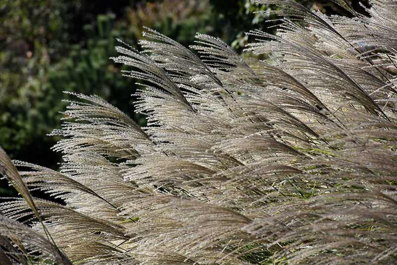 Gracillimus Maiden Grass (Miscanthus sinensis 'Gracillimus') at Niemeyer's Landscape Supply