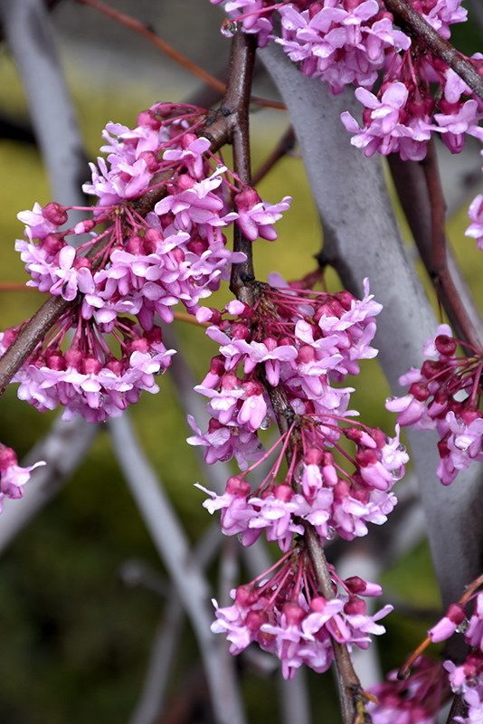Lavender Twist Redbud (Cercis canadensis 'Covey') at Niemeyer's Landscape Supply