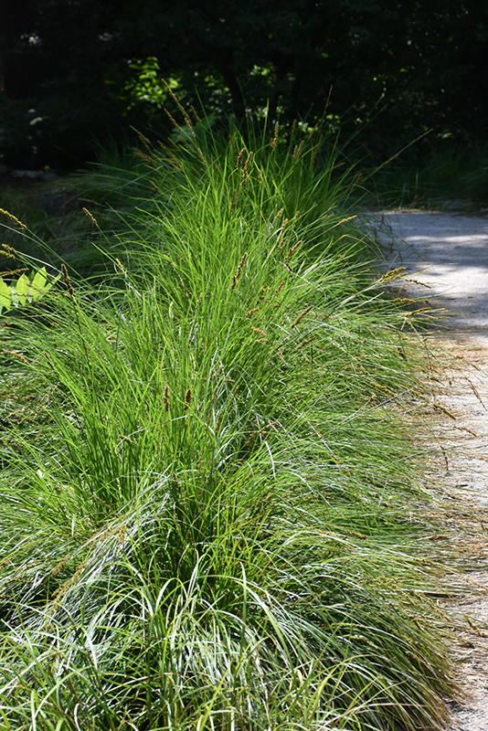 Autumn Moor Grass (Sesleria autumnalis) at Niemeyer's Landscape Supply