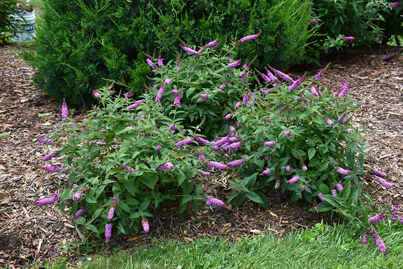 Lo & Behold Pink Micro Chip Butterfly Bush (Buddleia 'Pink Micro Chip') at Niemeyer's Landscape Supply