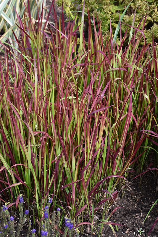 Red Baron Japanese Blood Grass (Imperata cylindrica 'Red Baron') at Niemeyer's Landscape Supply
