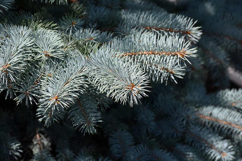 Baby Blue Blue Spruce (Picea pungens 'Baby Blue') at Niemeyer's Landscape Supply