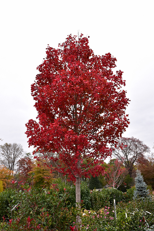 October Glory Red Maple (Acer rubrum 'October Glory') at Niemeyer's Landscape Supply