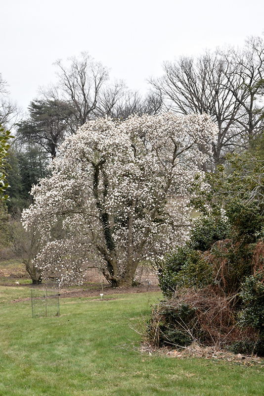 Merrill Magnolia (Magnolia x loebneri 'Merrill') at Niemeyer's Landscape Supply