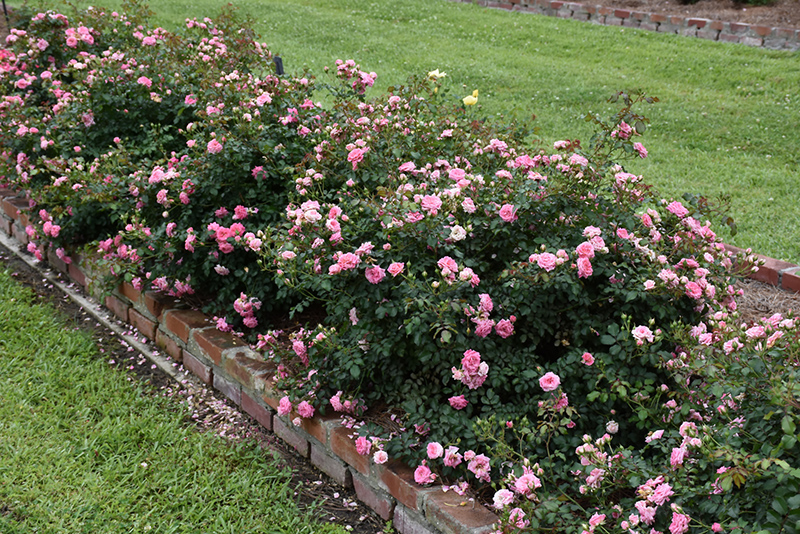 Sweet Drift Rose (Rosa 'Meiswetdom') at Niemeyer's Landscape Supply