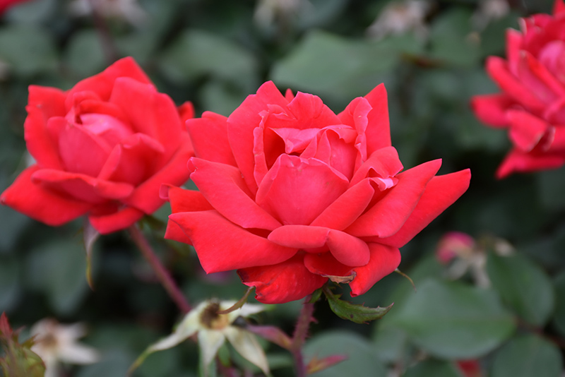 Double Knock Out Rose (Rosa 'Radtko') at Niemeyer's Landscape Supply