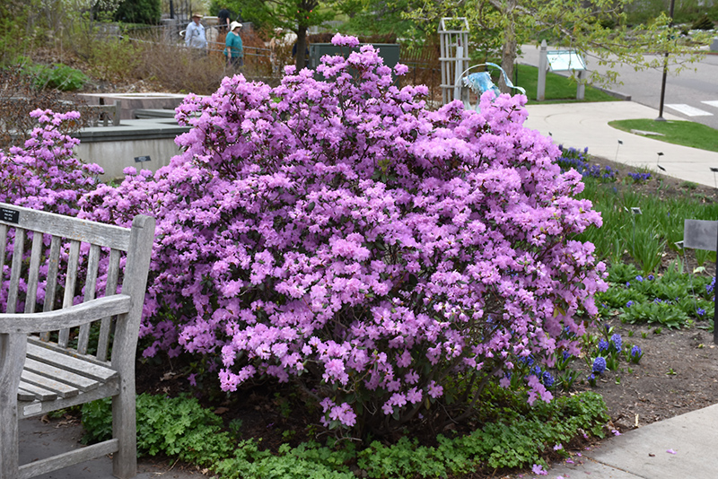 P.J.M. Rhododendron (Rhododendron 'P.J.M.') at Niemeyer's Landscape Supply