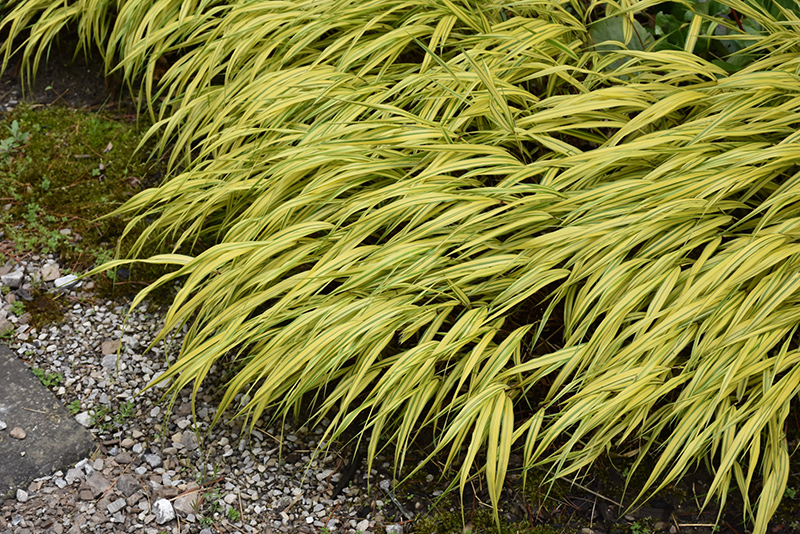 Golden Variegated Hakone Grass (Hakonechloa macra 'Aureola') at Niemeyer's Landscape Supply