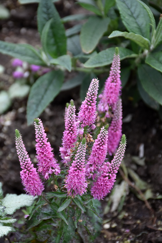 Magic Show Pink Potion Speedwell (Veronica 'Pink Potion') at Niemeyer's Landscape Supply