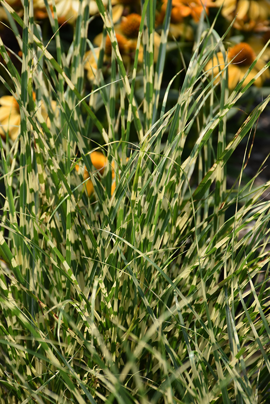 Bandwidth Maiden Grass (Miscanthus sinensis 'NCMS2B') at Niemeyer's Landscape Supply