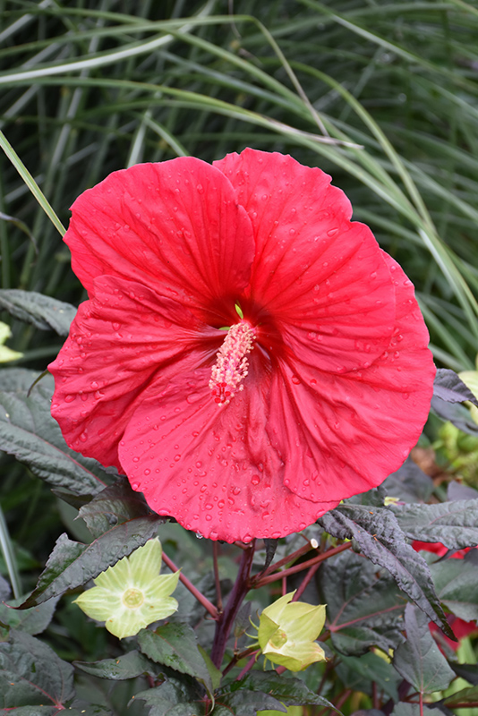 Mars Madness Hibiscus (Hibiscus 'Mars Madness') at Niemeyer's Landscape Supply