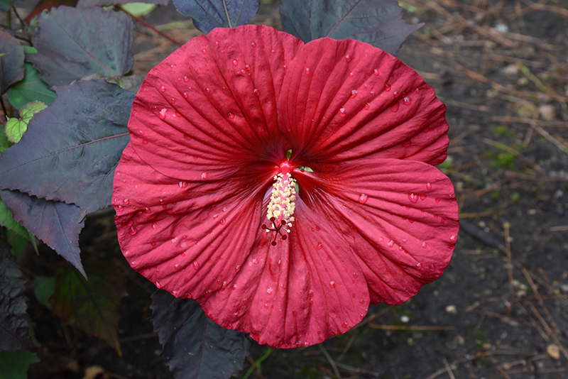 Summerific Holy Grail Hibiscus (Hibiscus 'Holy Grail') at Niemeyer's Landscape Supply