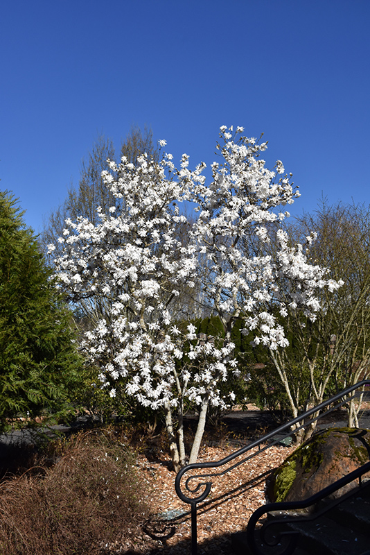 Royal Star Magnolia (Magnolia stellata 'Royal Star') at Niemeyer's Landscape Supply