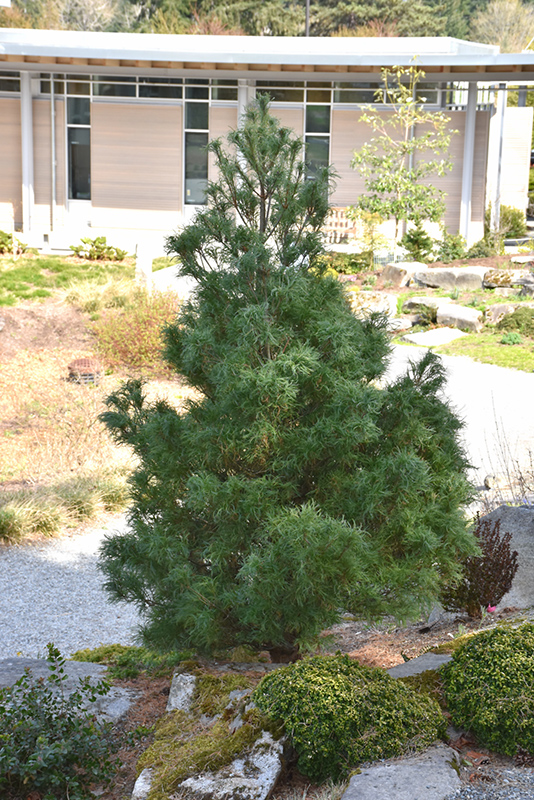Mini Twists White Pine (Pinus strobus 'Mini Twists') at Niemeyer's Landscape Supply