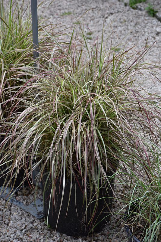Cherry Sparkler Fountain Grass (Pennisetum setaceum 'Cherry Sparkler') at Niemeyer's Landscape Supply