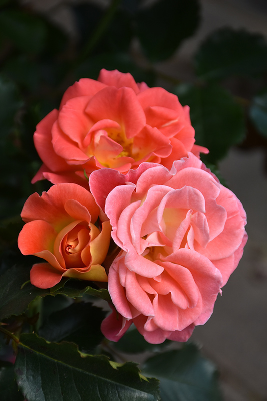Coral Cove Rose (Rosa 'Coral Cove') at Niemeyer's Landscape Supply