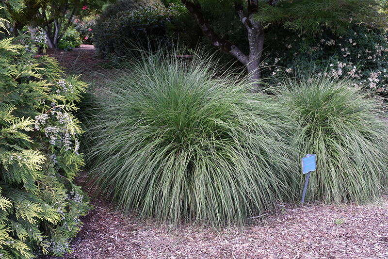 Hameln Dwarf Fountain Grass (Pennisetum alopecuroides 'Hameln') at Niemeyer's Landscape Supply