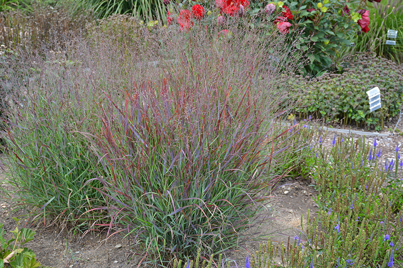 Cheyenne Sky Switch Grass (Panicum virgatum 'Cheyenne Sky') at Niemeyer's Landscape Supply